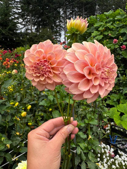 Valley Tawny Dahlia Tuber