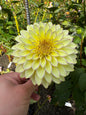 Bloomquist Blush Dahlia Tuber