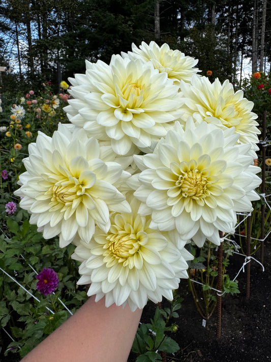 Tapioca Dahlia Tuber