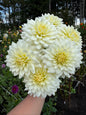 Tapioca Dahlia Tuber