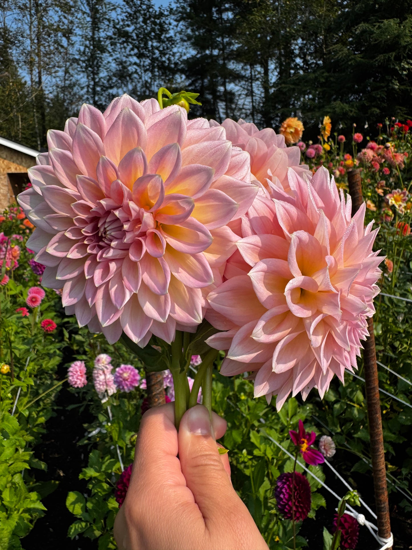 Castle Drive Dahlia Tuber