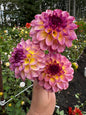 Ferncliff Thunder Dahlia Tuber
