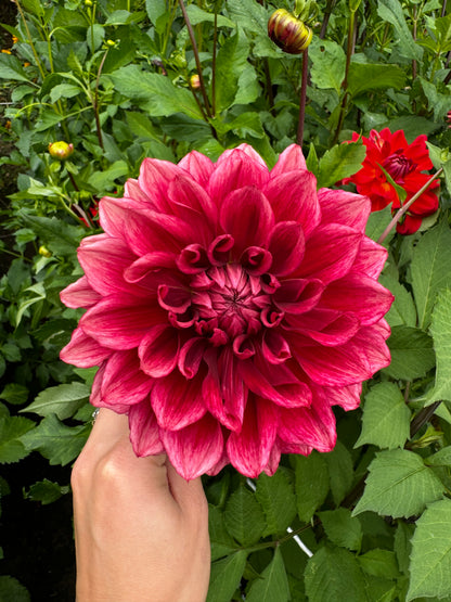 Bloomquist York Dahlia Tuber