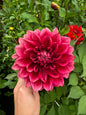 Bloomquist York Dahlia Tuber