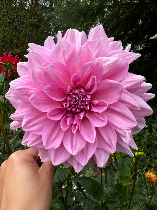 Cafe Au Lait Rose Dahlia Tuber