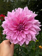 Cafe Au Lait Rose Dahlia Tuber