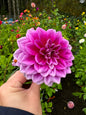 Boogie Nites Dahlia Tuber