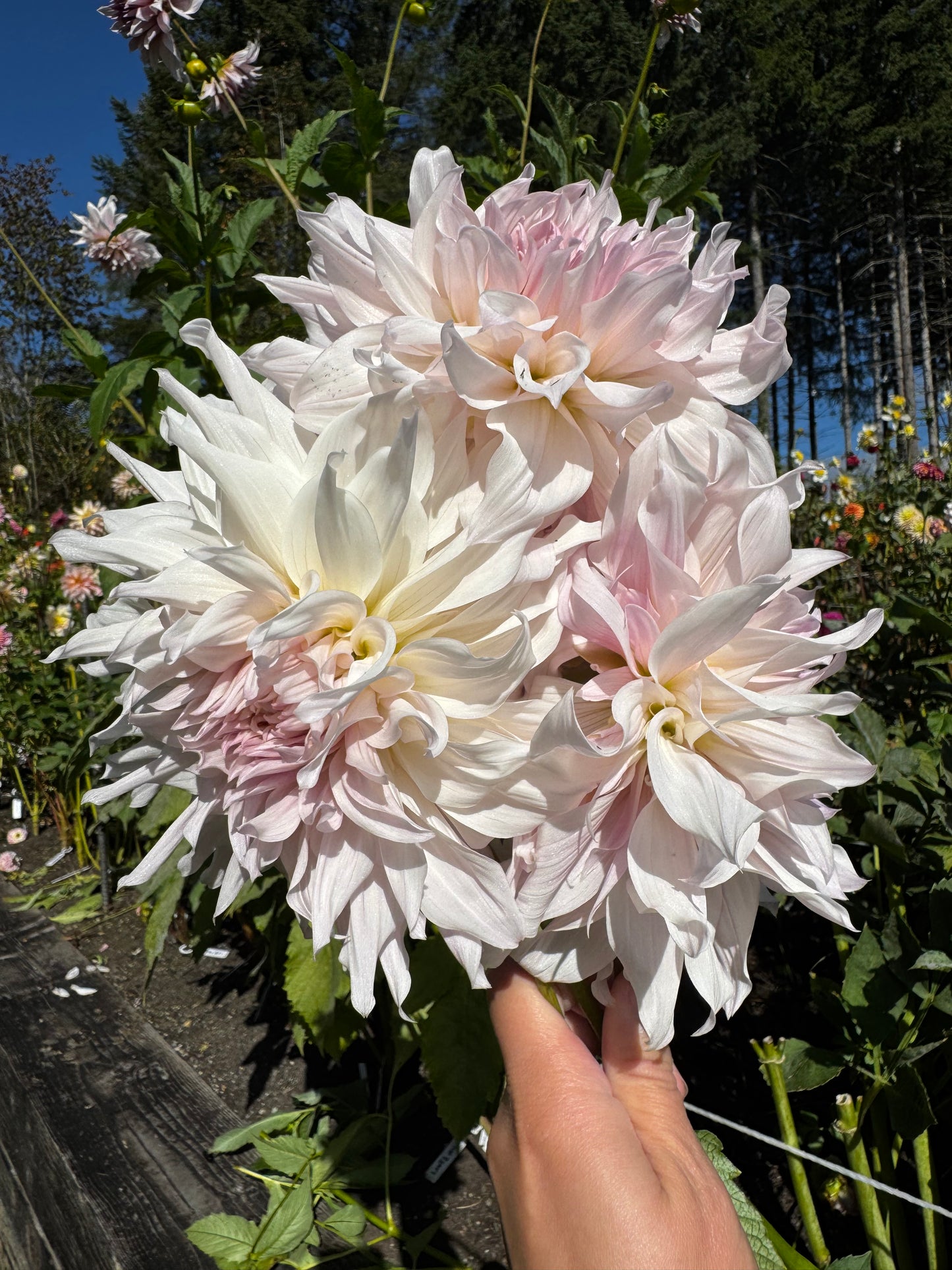 Shiloh Noelle Dahlia Tuber