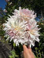 Shiloh Noelle Dahlia Tuber