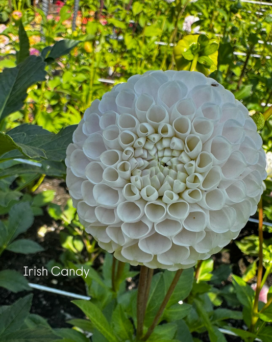 Irish Candy Dahlia Tuber