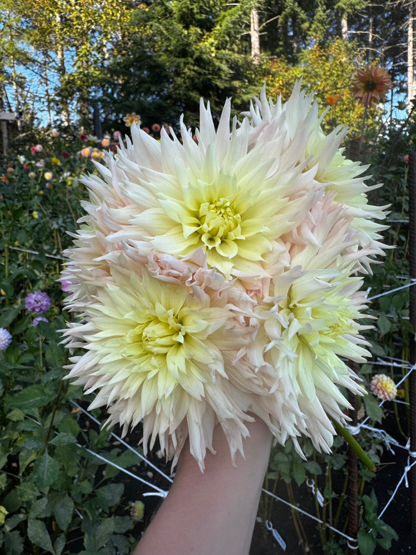 Hapet Champagne Dahlia Tuber