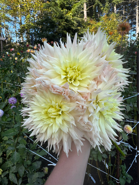 Hapet Champagne Dahlia Tuber