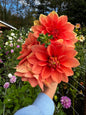 Hot Rod Dahlia Tuber