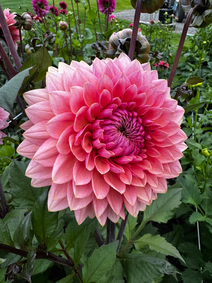 Sweet Sanne Dahlia Tuber