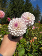 Last Dance Dahlia Tuber