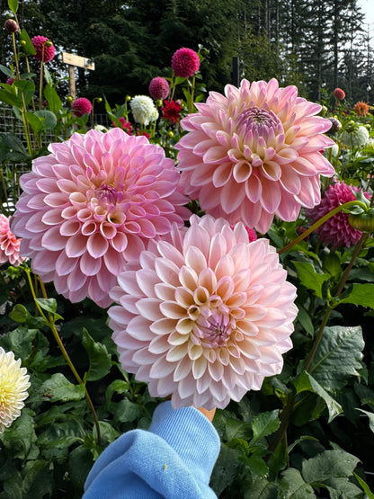 Coralie Dahlia Tuber