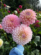 Coralie Dahlia Tuber