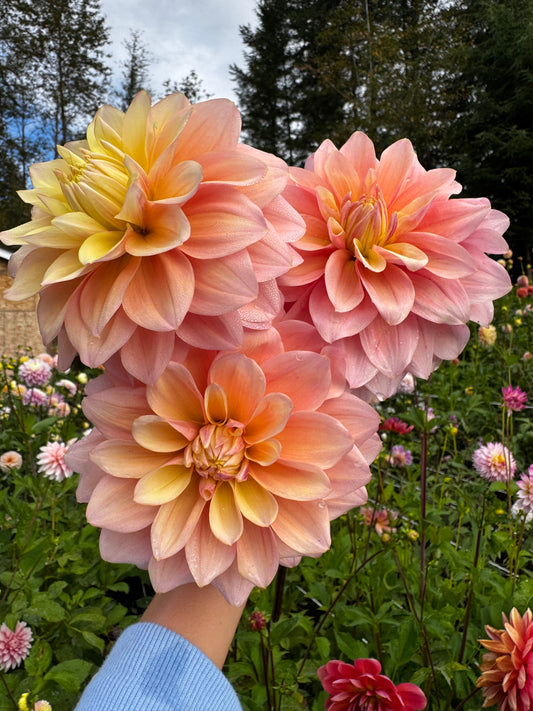 Lee’s Sugaree Dahlia Tuber Limit 1