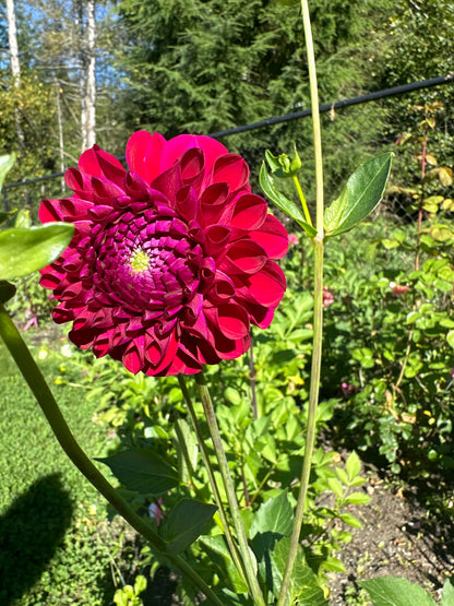 AC Bugsy Dahlia Tuber