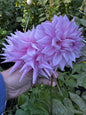 Almand Joy Dahlia Tuber