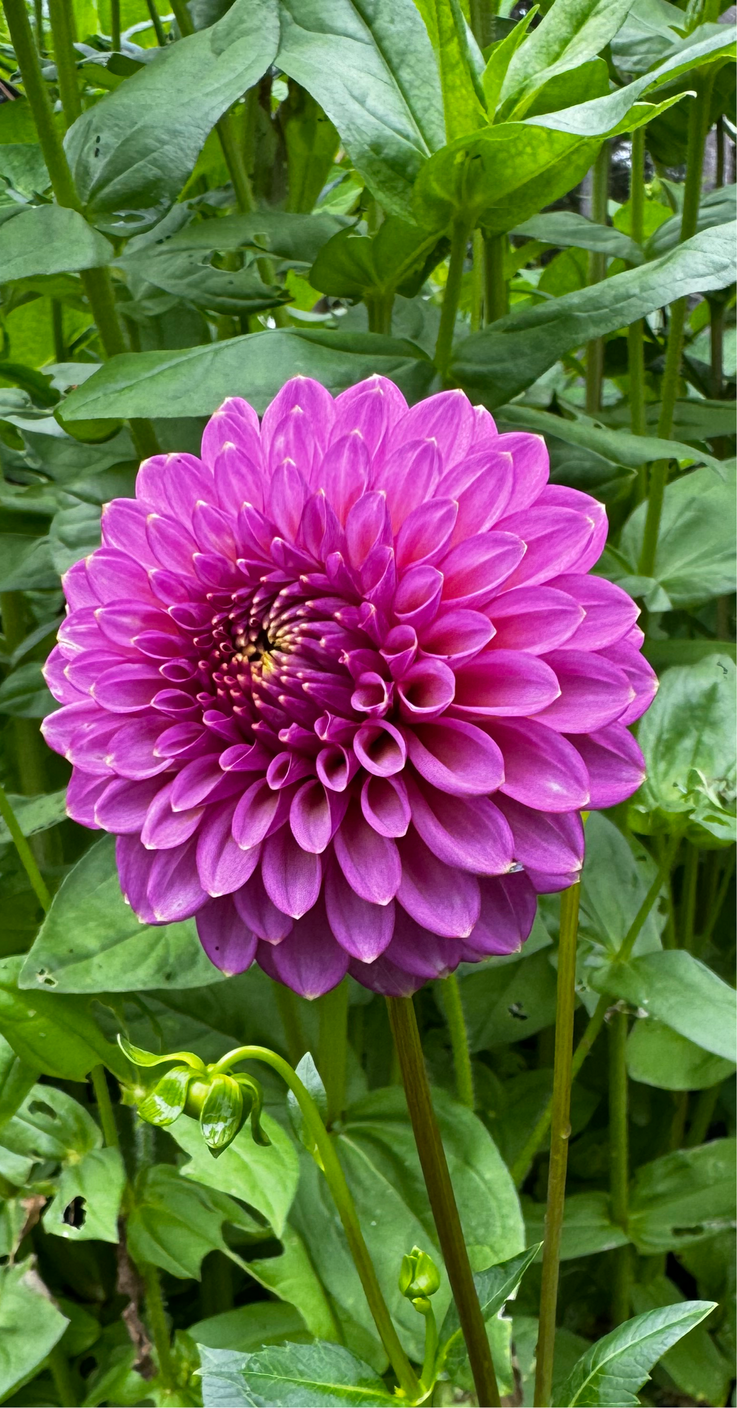 Skipley Spot of Gold Dahlia Tuber