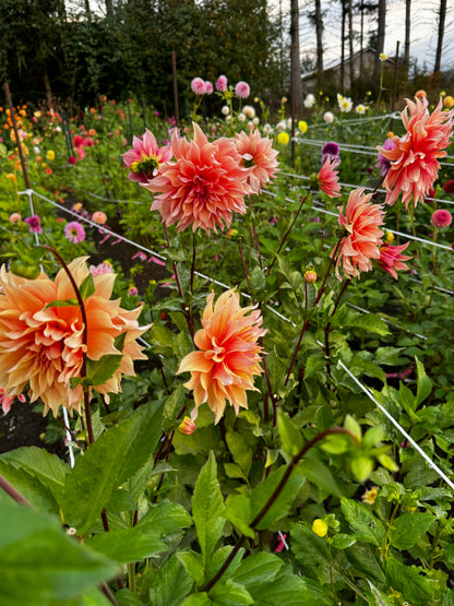 Labryinth Dahlia Tuber