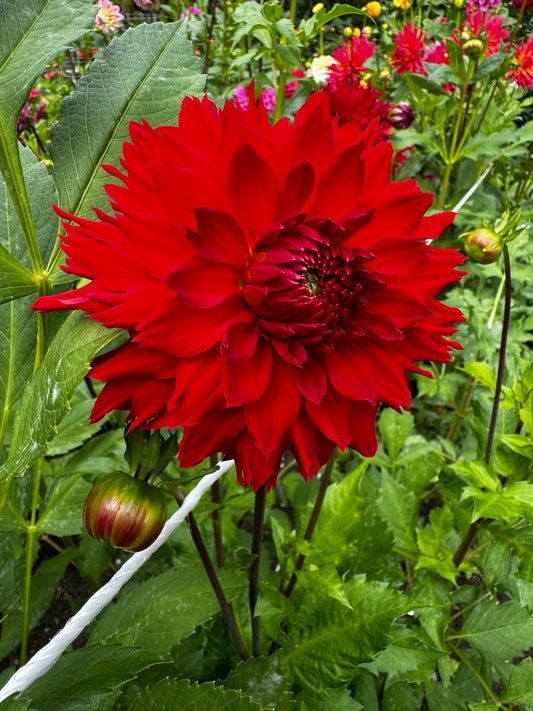 Skywalker Dahlia Tuber