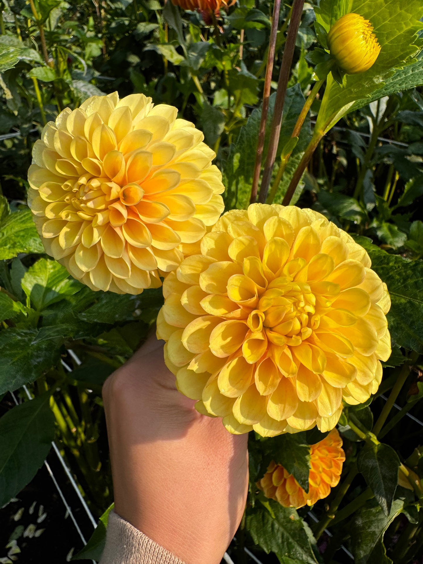 Clearview Emma Dahlia Tuber