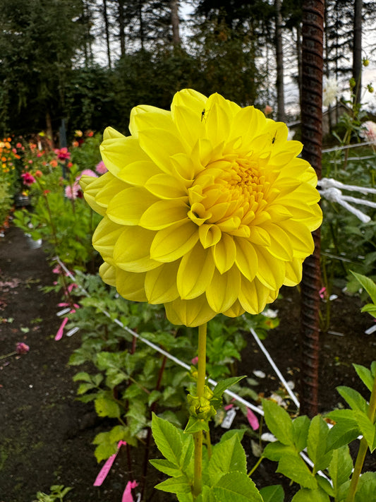 Felida Ruffles Dahlia Tuber