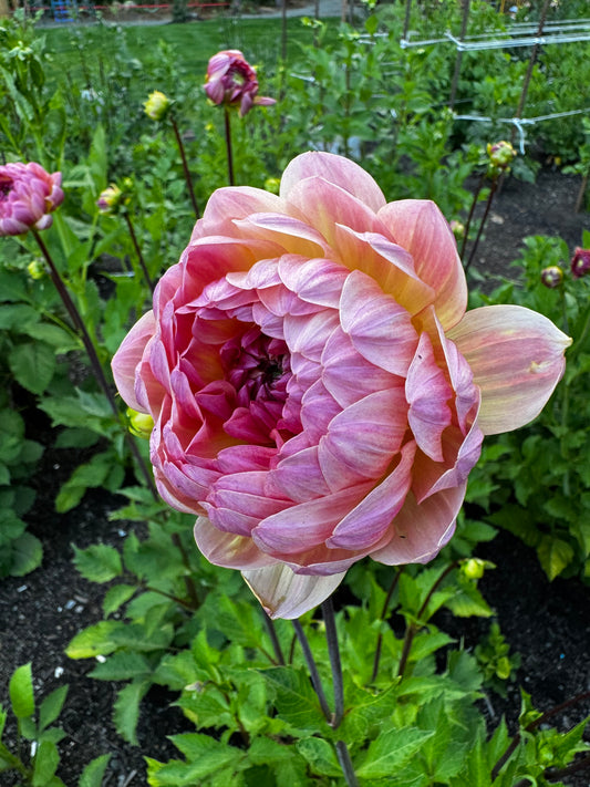 Sandia Bliss Dahlia Tuber Limit 1