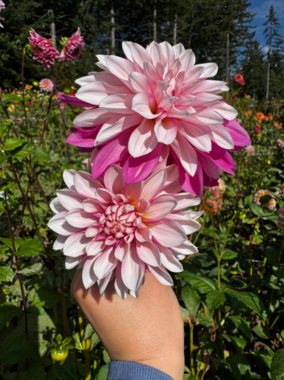 Budapest Blush Dahlia Tuber