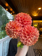 Cornel Bronze Dahlia Tuber