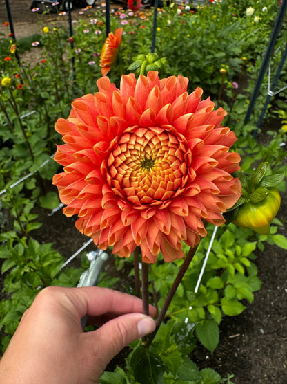 Jowey Linda Dahlia Tuber