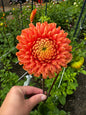 Jowey Linda Dahlia Tuber