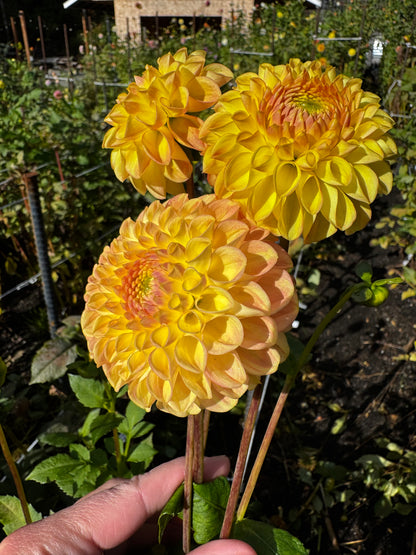 LATE Dahlia Tuber