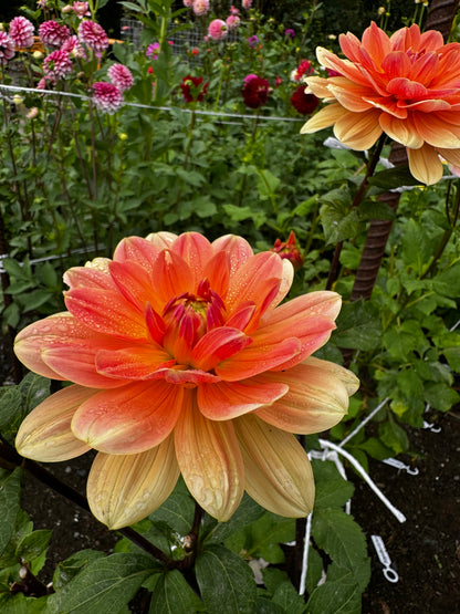 Yvonne Dahlia Tuber