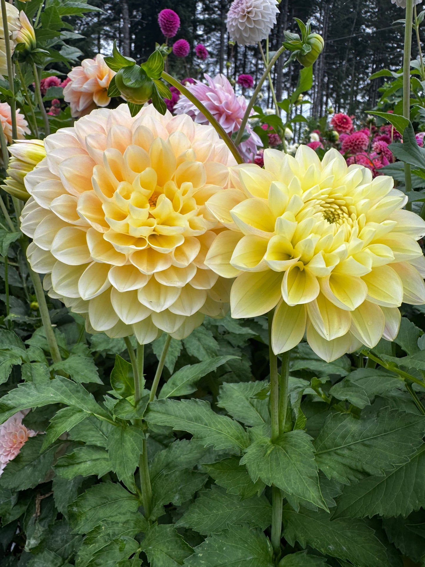 Honeydew Dahlia Tuber