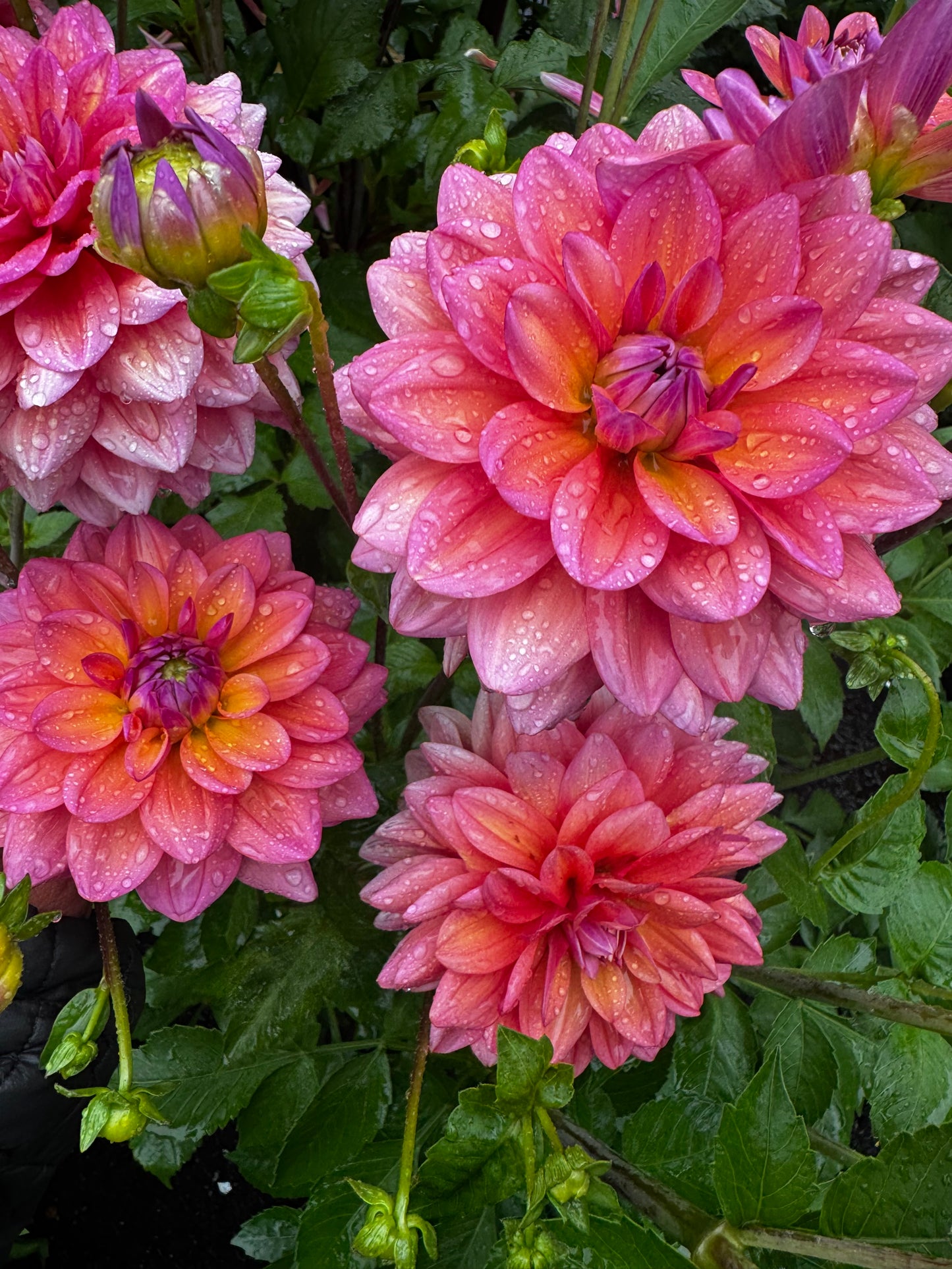 Great Silence Dahlia Tuber