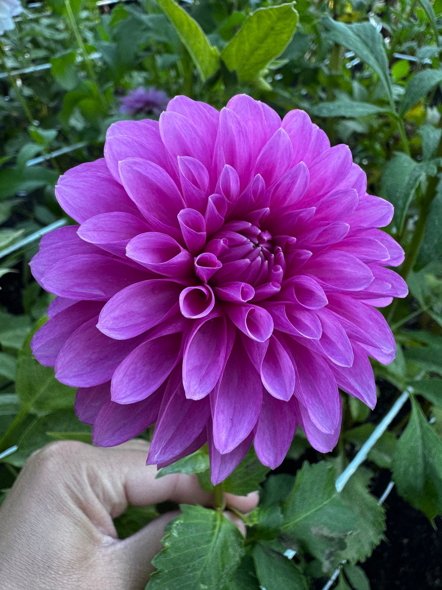 Hollyhill Bill M Dahlia Tuber