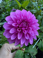 Hollyhill Bill M Dahlia Tuber