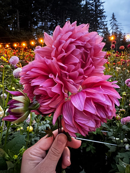 Sonic Bloom Dahlia Tuber