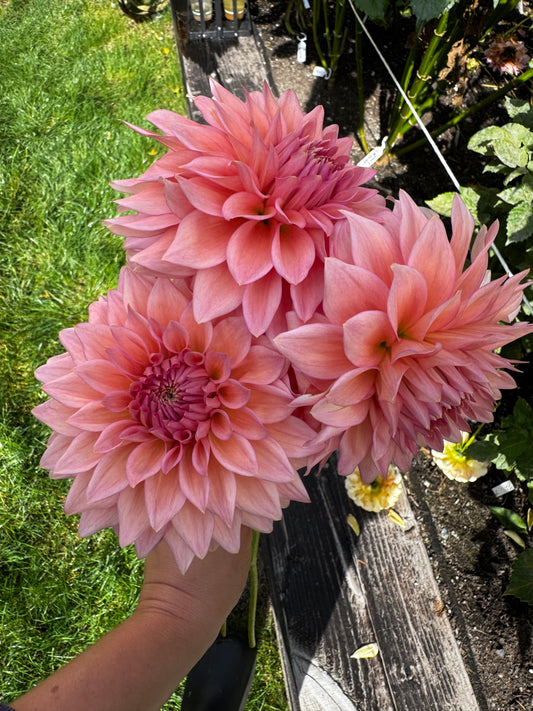 Wyn’s Pink Pearl Dahlia Tuber