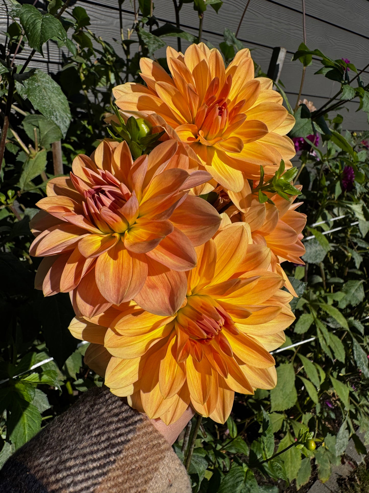 Apricot Desire Dahlia Tuber