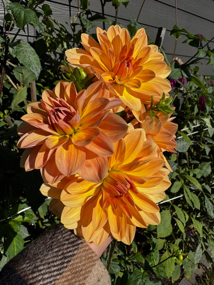 Apricot Desire Dahlia Tuber