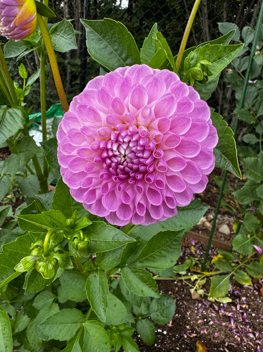 Snoho Sonia Dahlia Tuber