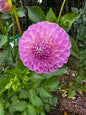 Snoho Sonia Dahlia Tuber