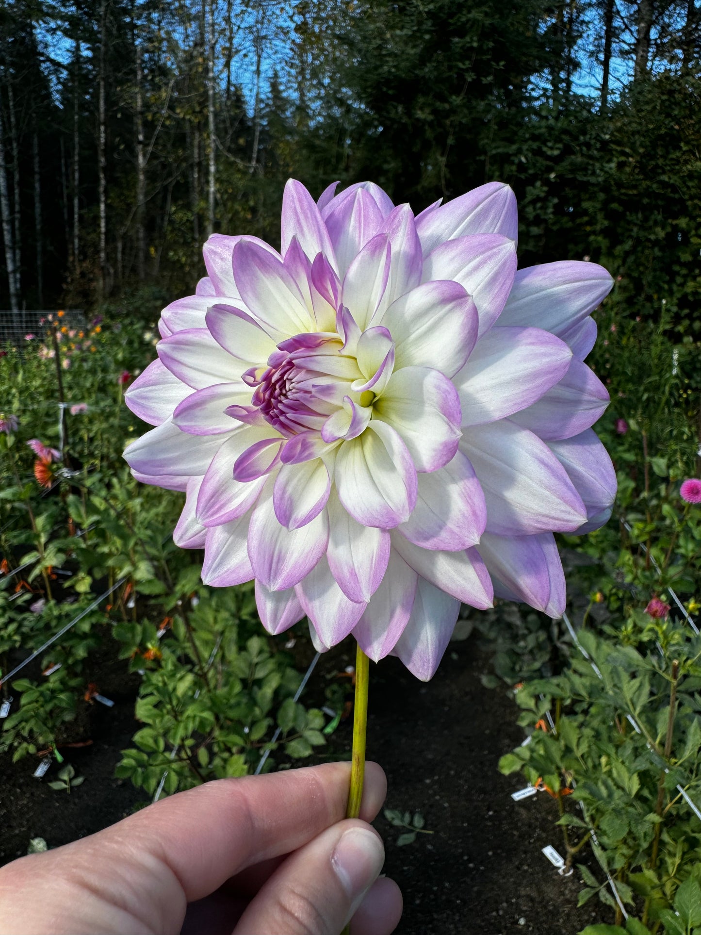 Mikayla Miranda Dahlia Tuber