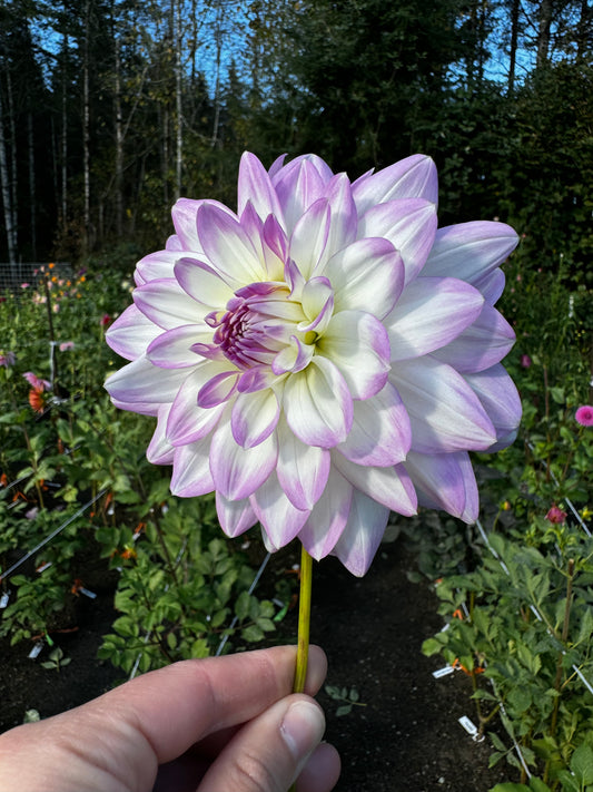 Mikayla Miranda Dahlia Tuber