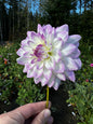Mikayla Miranda Dahlia Tuber