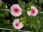 Lyn’s Louise Dahlia Tuber